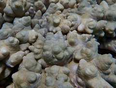 Cladiella