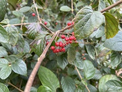 Viburnum luzonicum