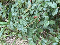 Viburnum luzonicum
