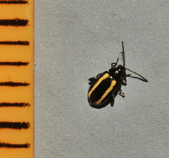 Phyllotreta undulata