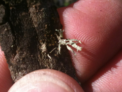 Ramalina puberulenta
