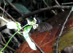 Euploea mulciber mulciber