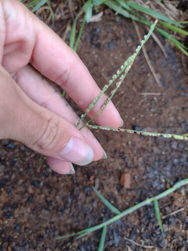 Kodo millet (Paspalum scrobiculatum)
