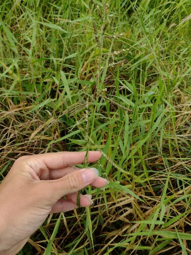 Urochloa mutica observed 2022-10-30