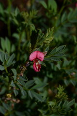 Indigofera comosa