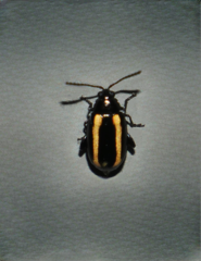 Phyllotreta undulata