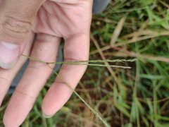 Digitaria ciliaris