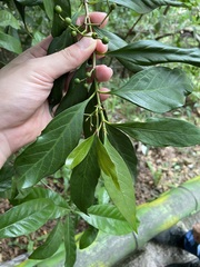 Aidia cochinchinensis