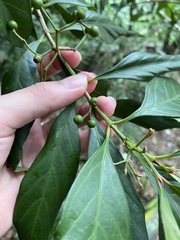 Aidia cochinchinensis