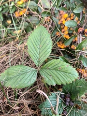 Fragaria viridis
