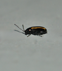 Phyllotreta undulata