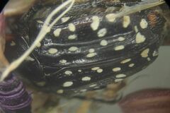 Oxythyrea marginalis