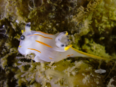 Polycera capensis