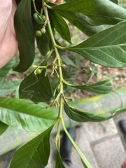 Aidia cochinchinensis