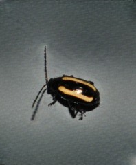 Phyllotreta undulata