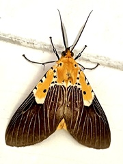 Asota speciosa