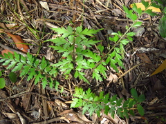 Asplenium aethiopicum
