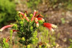 Erica formosa