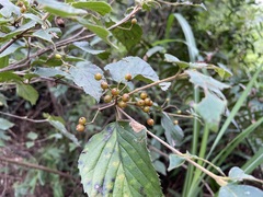 Viburnum luzonicum