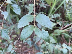 Viburnum luzonicum