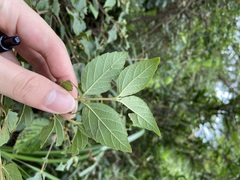 Viburnum luzonicum