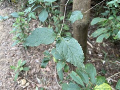 Viburnum luzonicum