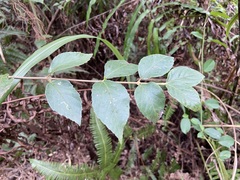 Viburnum luzonicum