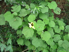 Hibiscus calyphyllus
