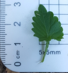 Lobelia trigonocaulis