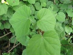 Hibiscus calyphyllus