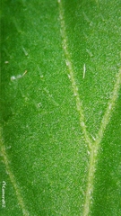 Lobelia trigonocaulis