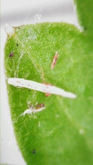 Lobelia trigonocaulis