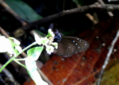Euploea mulciber mulciber