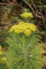 Hymenolepis crithmifolia