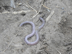 Amphisbaena darwinii