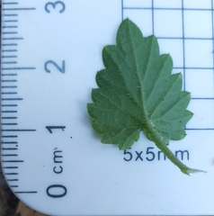 Lobelia trigonocaulis