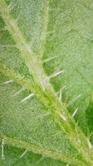 Lobelia trigonocaulis