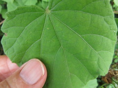 Hibiscus calyphyllus