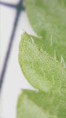 Lobelia trigonocaulis