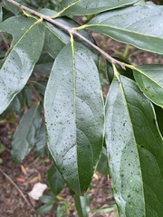 Diospyros morrisiana