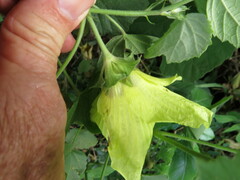 Hibiscus calyphyllus