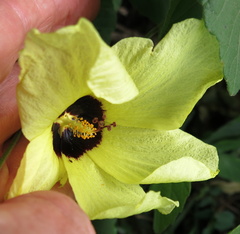 Hibiscus calyphyllus