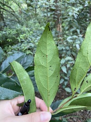 Diospyros morrisiana