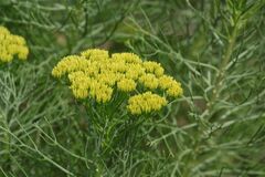 Hymenolepis crithmifolia