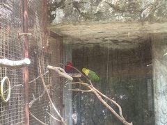 Eclectus roratus