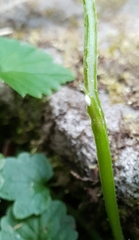 Lobelia trigonocaulis