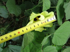 Hibiscus calyphyllus