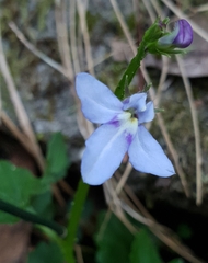 Lobelia trigonocaulis