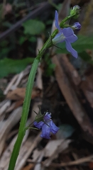 Lobelia trigonocaulis