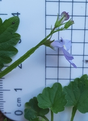 Lobelia trigonocaulis